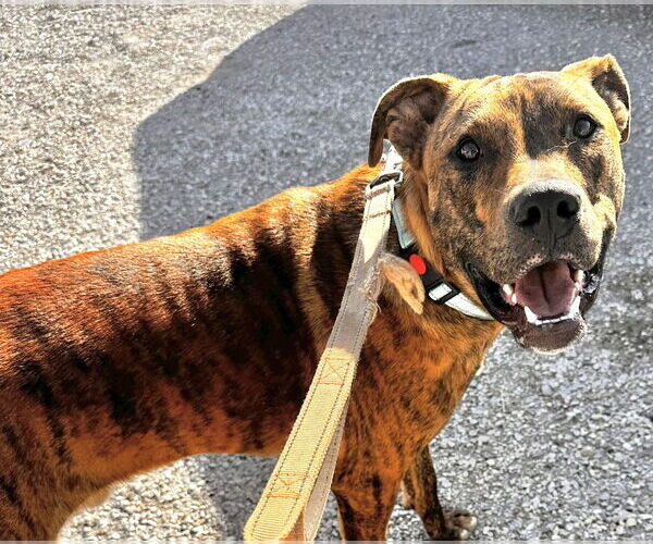 Medium Photo #3 Mutt Puppy For Sale in Evansville, IN, USA