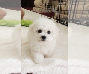 Bichon Frise Puppy for sale in MONTECITO, CA, USA