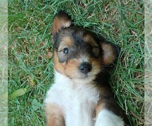 Cadoodle Puppy for sale in PERU, IN, USA