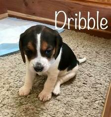 Beagle Puppy for sale in MURRIETA, CA, USA