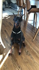 Doberman Pinscher Puppy for sale in MACUNGIE, PA, USA