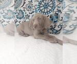 Small Photo #5 Weimaraner Puppy For Sale in LEWISBURG, KY, USA