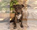 DROGO #2 - Male American Pit Bull Terrier-Unknown Mix Dog for Adoption - Small photo
