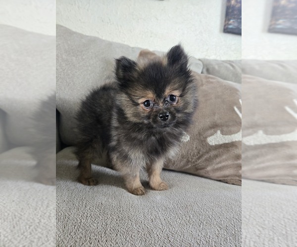 Medium Photo #23 Pomeranian Puppy For Sale in BRONSON, MI, USA