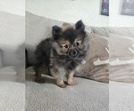 Small Photo #23 Pomeranian Puppy For Sale in BRONSON, MI, USA