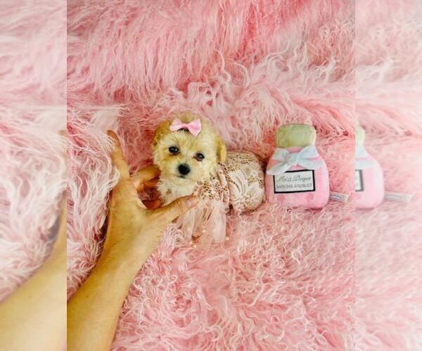 Medium Photo #27 Poodle (Toy) Puppy For Sale in PEMBROKE PINES, FL, USA