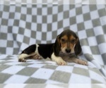 Small #1 Beagle