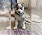 Small #3 Siberian Husky