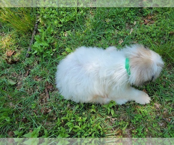 Medium Photo #2 Great Pyrenees Puppy For Sale in DENTSVILLE, MD, USA