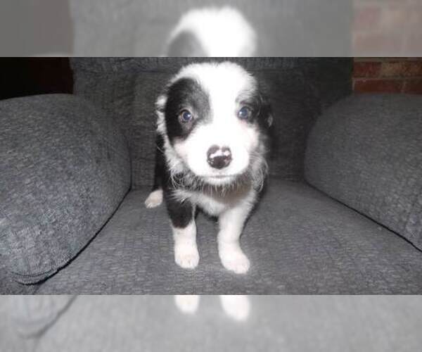 Medium Photo #19 Border Collie Puppy For Sale in AIKEN, SC, USA