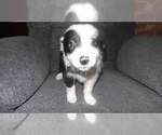Small Photo #19 Border Collie Puppy For Sale in AIKEN, SC, USA