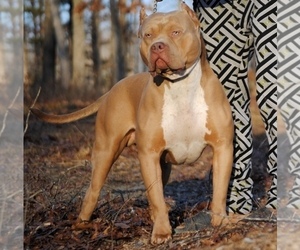 Father of the American Bully puppies born on 04/26/2022