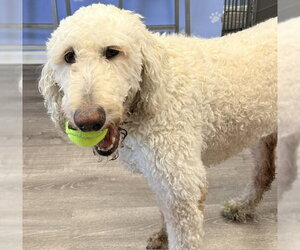 Daisy - Female Mutt Dog for Adoption - Photo #3
