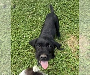 German Wirehaired Pointer Litter for sale in ALBANY, OR, USA