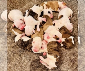 American Bulldog Litter for sale in GRAY, GA, USA