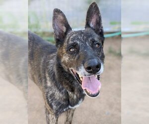 Mutt Dogs for adoption in Sacramento, CA, USA