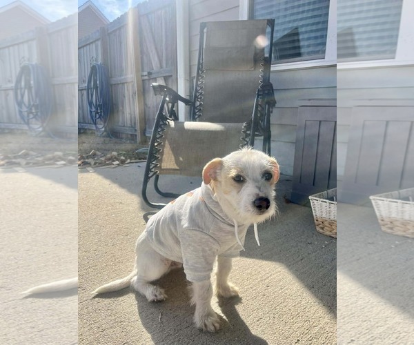 Medium Photo #2 Mutt Puppy For Sale in Spring Lake, NC, USA