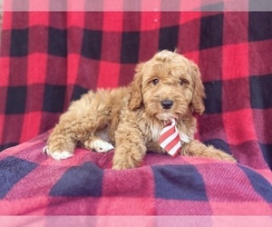 Cavapoo Puppy for sale in LAKELAND, FL, USA