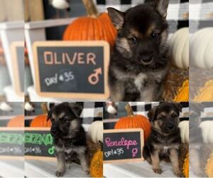 German Shepherd Dog Puppy for sale in VINCENNES, IN, USA