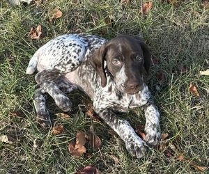 German Shorthaired Pointer Puppy for sale in WHITEHOUSE STATION, NJ, USA