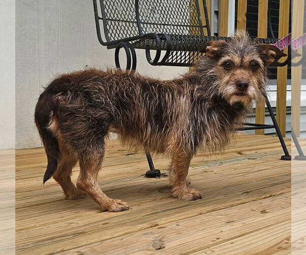 Medium Photo #2 Mutt Puppy For Sale in Social Circle, GA, USA