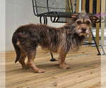 Small #1 Mutt