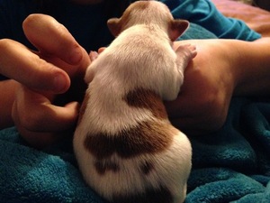 Chihuahua Puppy for sale in NEW FLORENCE, PA, USA