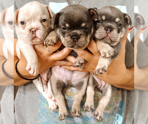 French Bulldog Puppy for sale in PALM BCH GDNS, FL, USA