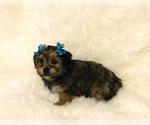 Small Photo #4 Shorkie Tzu Puppy For Sale in WARRENSBURG, MO, USA