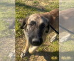 Small #3 Anatolian Shepherd Mix