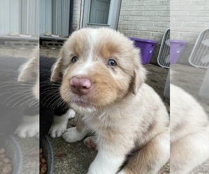 Australian Shepherd Puppy for sale in MONROE, LA, USA