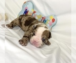 Small Photo #2 Bulldog Puppy For Sale in HOUSTON, TX, USA