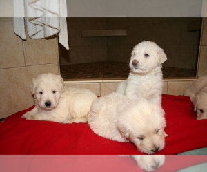 Goldendoodle Puppy for Sale in FAIRFIELD, California USA