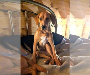Redbone Coonhound-Unknown Mix Dogs for adoption in Candler, NC, USA