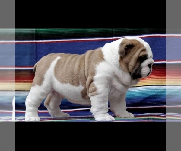 Medium Photo #4 English Bulldog Puppy For Sale in BROOKLYN, NY, USA