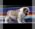 Small Photo #4 English Bulldog Puppy For Sale in BROOKLYN, NY, USA