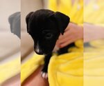Small Photo #2 Doberman Pinscher Puppy For Sale in Studio City, CA, USA