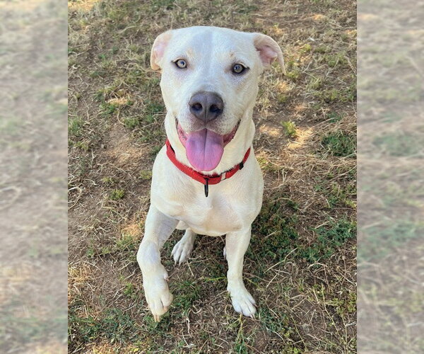 Medium Photo #2 Mutt Puppy For Sale in Sacramento, CA, USA