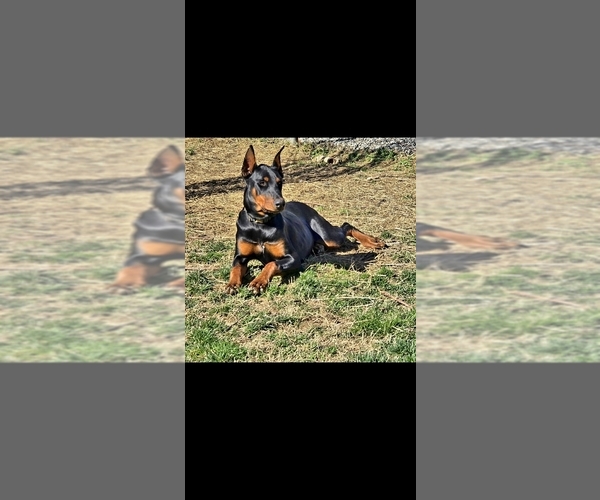 Medium Photo #1 Doberman Pinscher Puppy For Sale in CORBIN, KY, USA