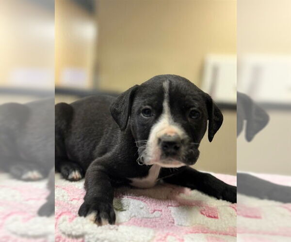 Medium Photo #1 Labrador Retriever-Unknown Mix Puppy For Sale in Modesto, CA, USA