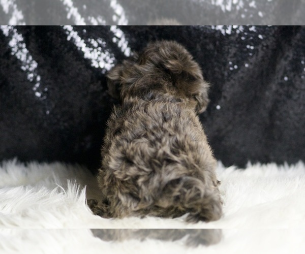 Medium Photo #6 YorkiePoo Puppy For Sale in WARSAW, IN, USA