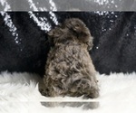 Small #5 YorkiePoo