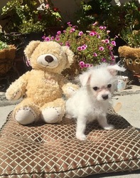 Maltese-Unknown Mix Puppy for sale in LOS ANGELES, CA, USA