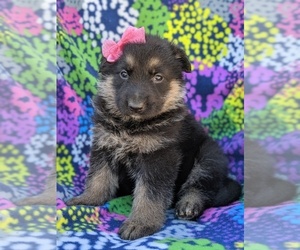 German Shepherd Dog Puppy for sale in LANCASTER, PA, USA