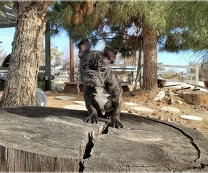 French Bulldog Puppy for sale in SANTA CLARITA, CA, USA