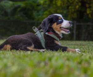 Bernese Mountain Dog Puppy for sale in DUNNELLON, FL, USA