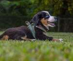 Image preview for Ad Listing. Nickname: sheba