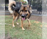Small German Shepherd Dog