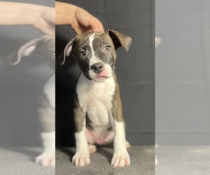 American Staffordshire Terrier Puppy for sale in STOCKBRIDGE, MI, USA
