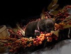 Small Photo #21 Labrador Retriever Puppy For Sale in MANTECA, CA, USA